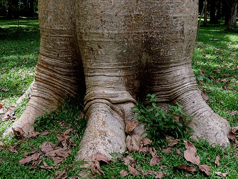 Королевский Ботанический Сад (Royal Botanical Garden) в Перадении один из лучших в Азии. Созданный в ... - 10