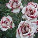 ���� Adam, ������, 58 ��� - ��������� 8 ������� 2016 � ������ ����������