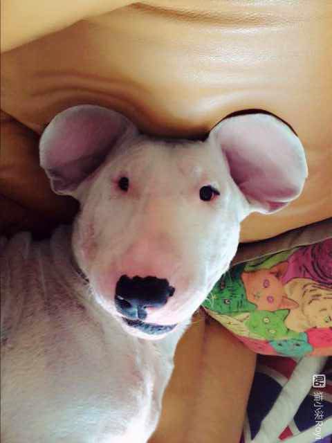 Новая порода ЧебурБуль.Честно стырено с другой группы - 6