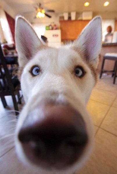 Curious noses - 3