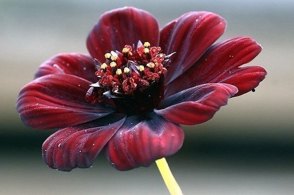 Cosmos atrosanguineus  ,  ,  .  ,     ...