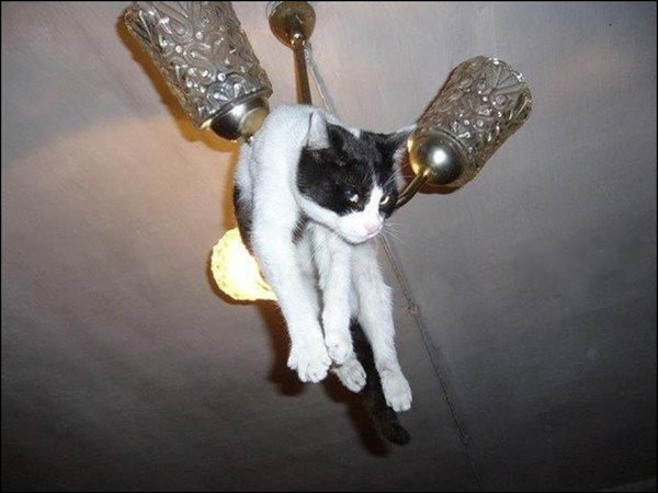 CATS OF ALL - 9  2016  12:48