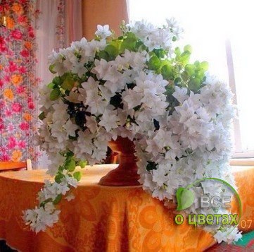  !  http://office.dlya-cvetov.ru/2015/gorshki-dlya-komnatnyih-rasteniy/