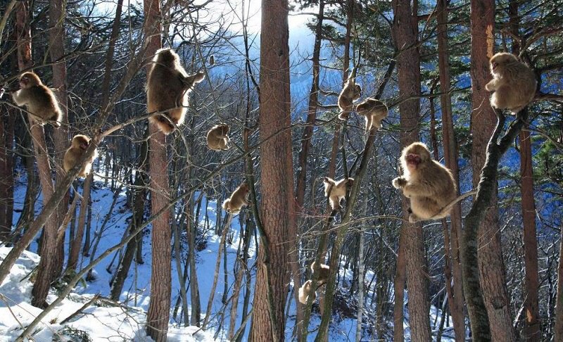        (Jigokudani Yaen-koen, Jigokudani Monkey Park)  ... - 6