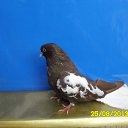 ���� Vladimir, �����, 75 ��� - ��������� 28 ����� 2016 � ������ ������ ��������