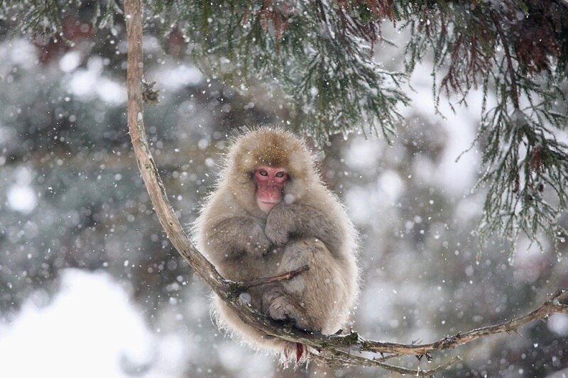        (Jigokudani Yaen-koen, Jigokudani Monkey Park)  ... - 5