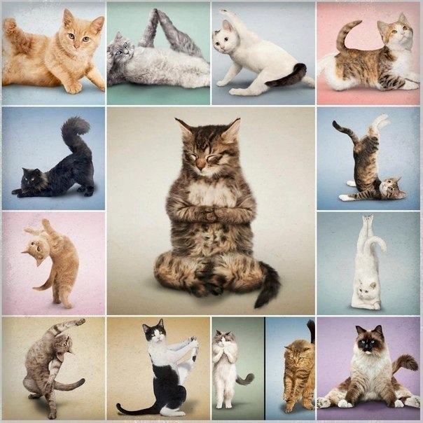  | Yoga - 29  2016  08:25