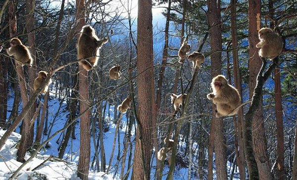        (Jigokudani Yaen-koen, Jigokudani Monkey Park)  ... - 6