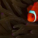 ���� Eric, ����, 61 ��� - ��������� 29 ������ 2016 � ������ �The beauty of the sea�