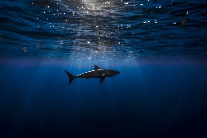 ����� ����� �� George Probst - 2