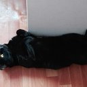 ���� �������, ������, 51 ��� - ��������� 31 ����� 2016 � ������ ���� ����������