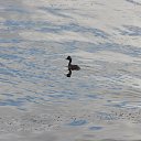 ���� �������, �������, 50 ��� - ��������� 11 ������� 2016 � ������ ���� ����������