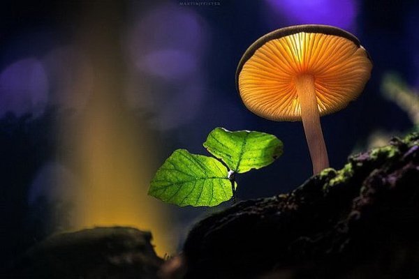 Сказочные грибы в фотографиях Martin Pfister.Мартин Фистер (Martin Pfister) специально подсвечивает ...
