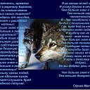 ���� Vladimir, �����������, 60 ��� - ��������� 20 ������ 2016
