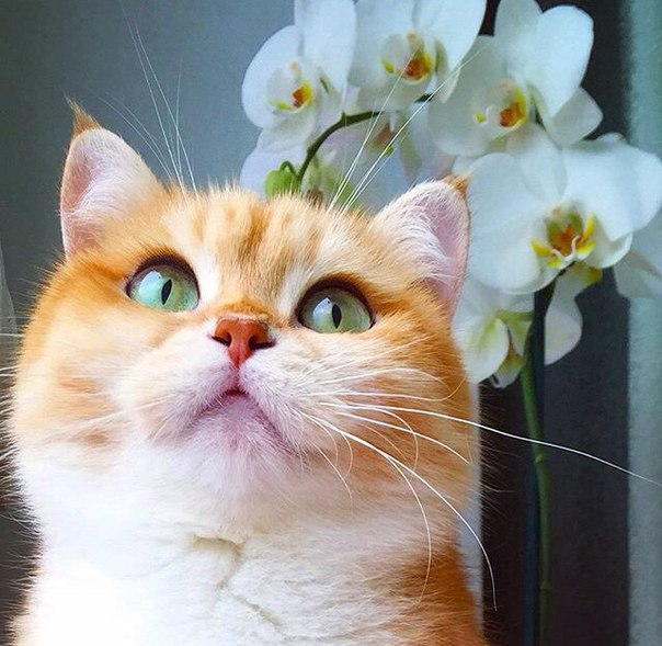 Лисичка :) - 3