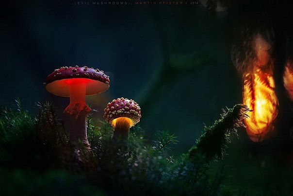     Martin Pfister.  (Martin Pfister)   ... - 2