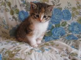  , ,     ? 1- ,2- ,3- ,4- ...