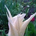 ���� N, ���������, 68 ��� - ��������� 28 ��� 2016 � ������ ���� ����������