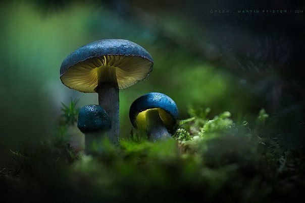     Martin Pfister.  (Martin Pfister)   ... - 4