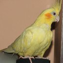- ----    