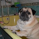 ���� ������, ���������, 65 ��� - ��������� 19 ������� 2016 � ������ ���� ����������