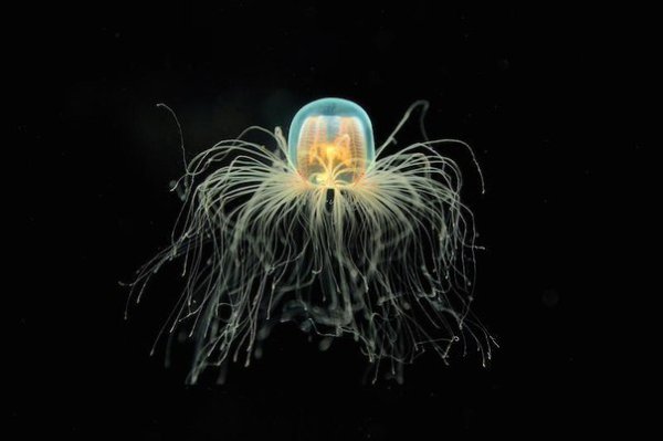 Бессмертная медуза Turritopsis Nutricula – единственное бессмертное существо на Земле.