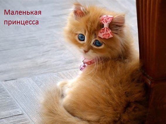 ��� �������� �������� - 25 ����� 2016 � 07:14