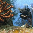 ���� Eric, ����, 61 ��� - ��������� 29 ������ 2016 � ������ �The beauty of the sea�