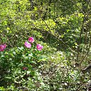 ������ ����� �� ������� ���� ����������