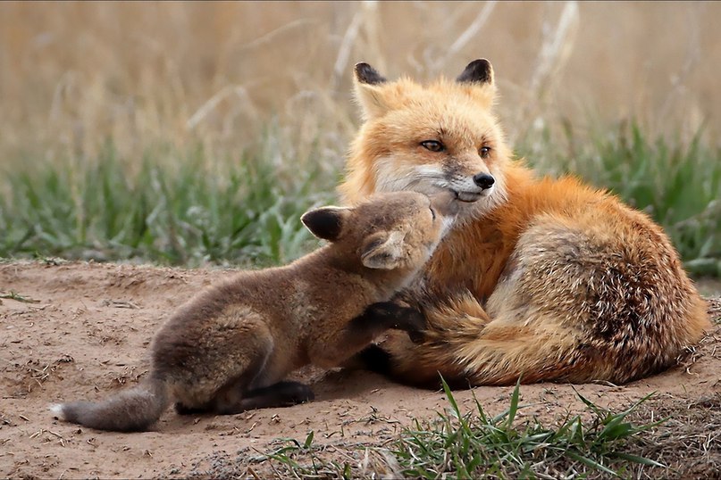 Живая природа - 3 июня 2016 в 13:16 - 6