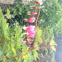 ���� �����, �������, 43 ���� - ��������� 21 ��� 2016 � ������ ���� ����������