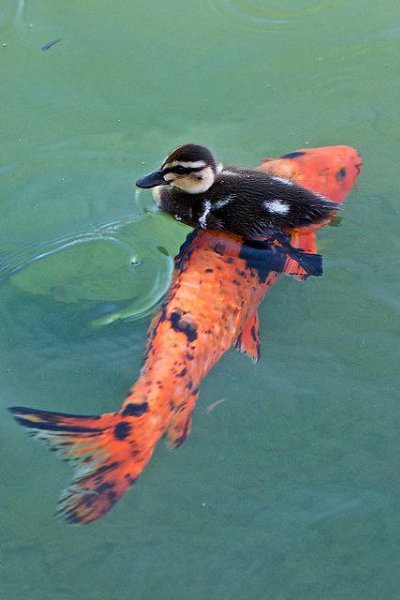    - 29  2016  15:09 - 2