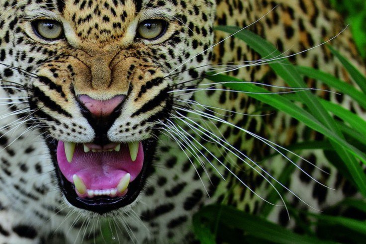 В мире животных - 26 апреля 2016 в 18:00