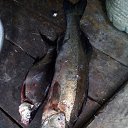 ���� ���������, �����-���������, 54 ���� - ��������� 29 ���� 2016 � ������ ���������