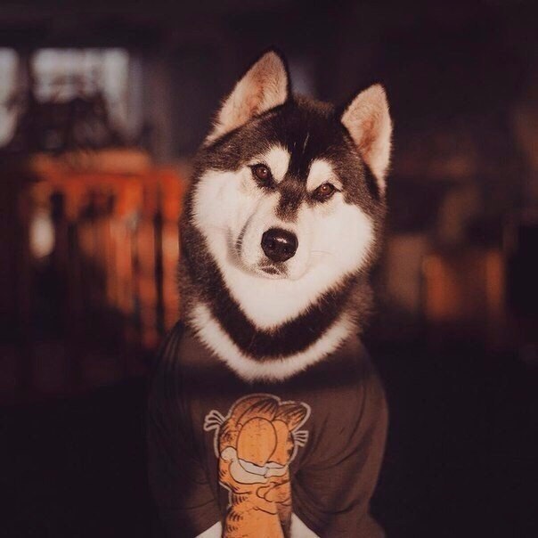 #animal@travel.blog - 6
