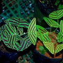 ���� Eric, ����, 61 ��� - ��������� 21 ��� 2016 � ������ �Flora and fauna�