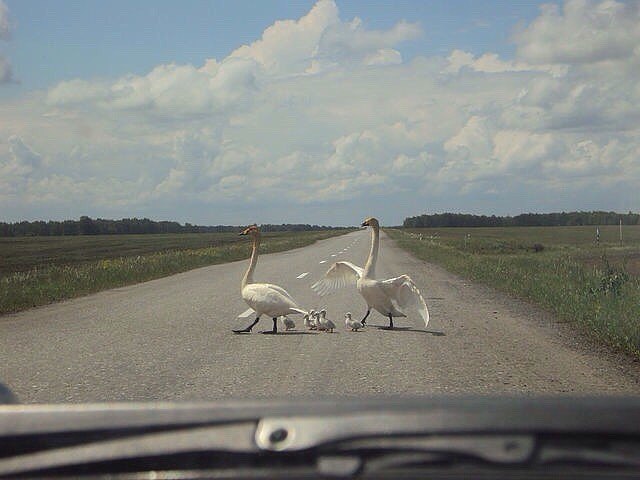 Дизайн"Под крышей дома..." - 2 апреля 2016 в 16:41