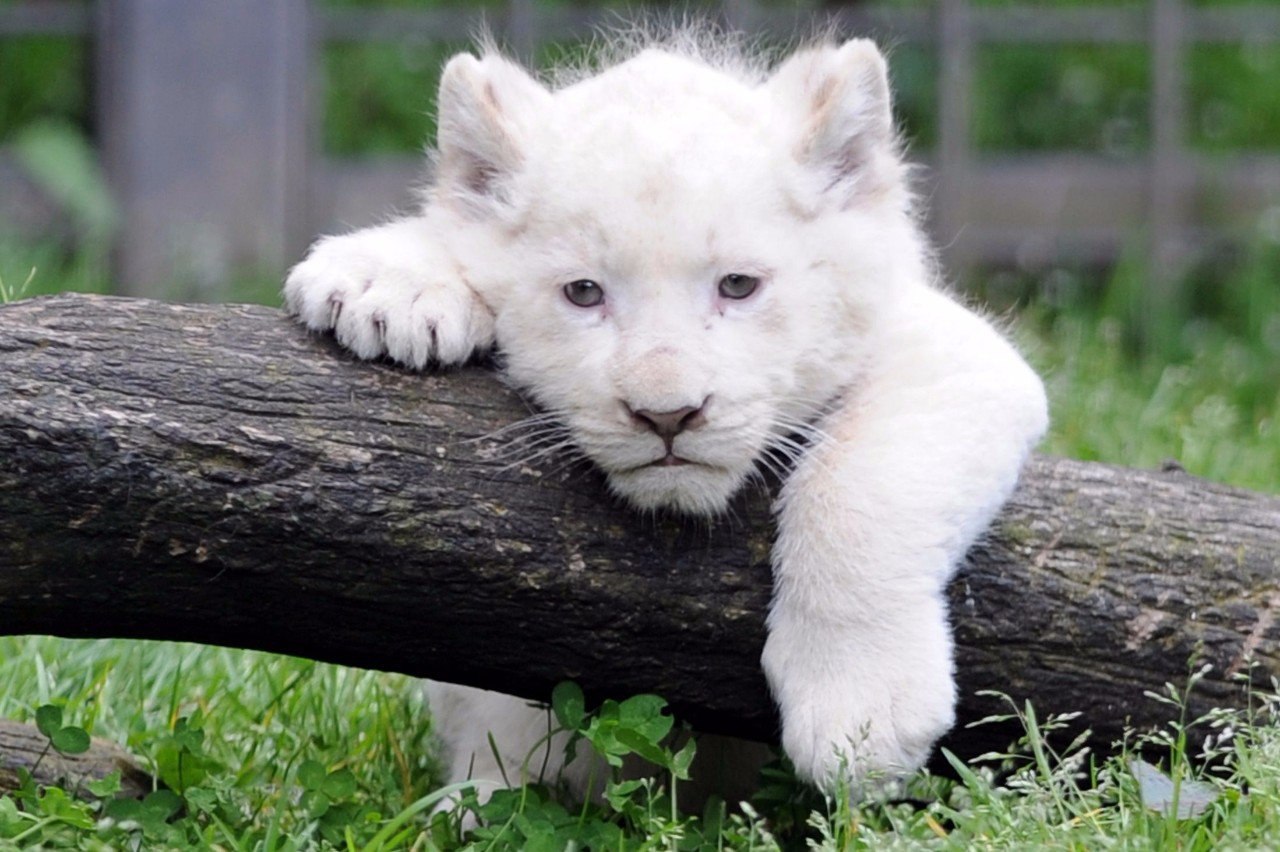       -, .#animal@travel.blog