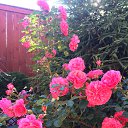 ���� Natali, ������, 60 ��� - ��������� 17 ����� 2016 � ������ ���� ����������