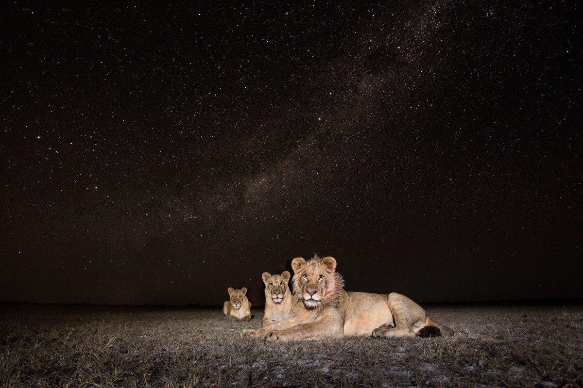 . Will Burrard Lucas