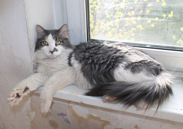 CATS OF ALL - 10  2016  12:24