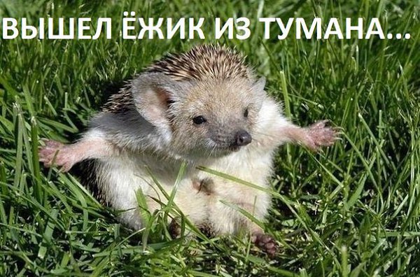 Вышел ежик из тумана, Выпил водки пол стакана, Вынул ножик, колбасу - Хорошо в родном лесу! Тихо ...