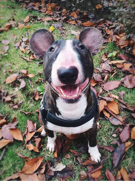 Новая порода ЧебурБуль.Честно стырено с другой группы - 3