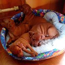 ���� �������, �����-���������, 62 ���� - ��������� 17 ��� 2016 � ������ ���� ����������