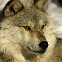 ���� ��������� �������, ��������-��-������, 67 ��� - ��������� 3 ���� 2016 � ������ �2015...�