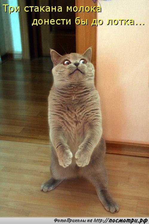 Без кота и жизнь не та - 28 марта 2016 в 03:31