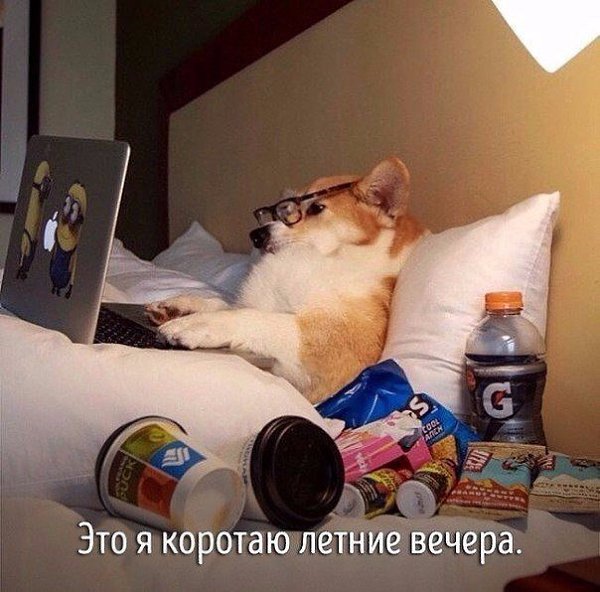 Животные, которые ведут себя совсем как я
