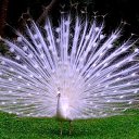  Sergeyi, , 43  -  26  2016