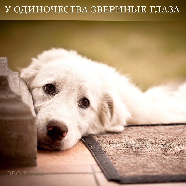 Я срублю себе дом с трубой.у созвездий всех на виду,погрущу вечерок-другойи зверёныша заведу.Буду ...
