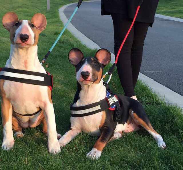 Новая порода ЧебурБуль.Честно стырено с другой группы